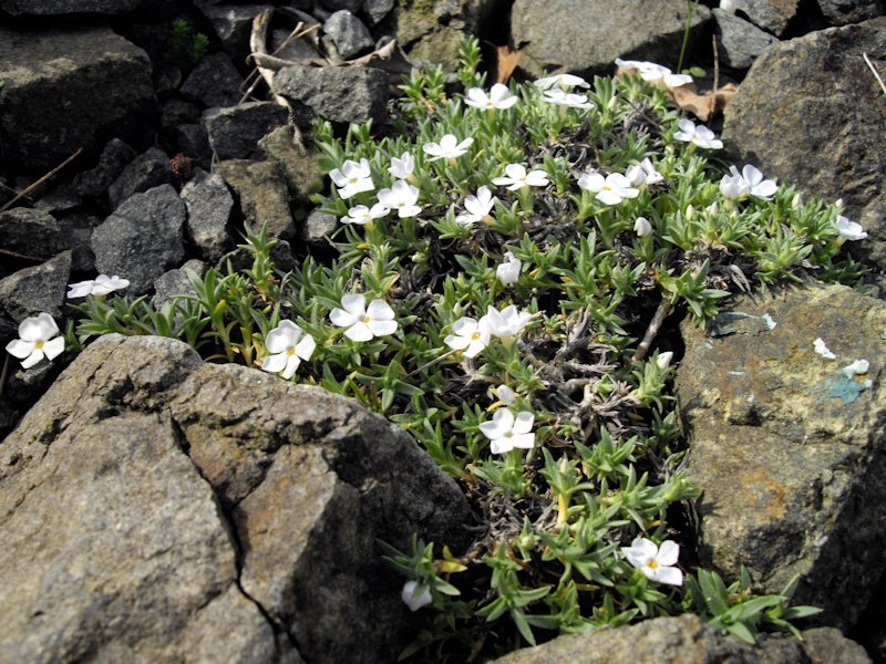 Phlox kelseyi photo